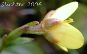 Attēlu rezultāti vaicājumam “Saxifraga hirculus flower”