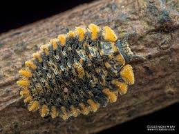 Attēlu rezultāti vaicājumam “Endomychidae”