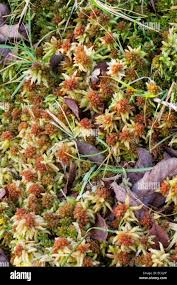Attēlu rezultāti vaicājumam “Sphagnum palustre”