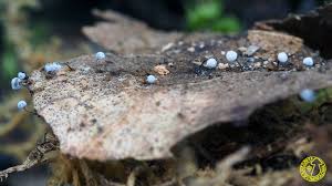 Attēlu rezultāti vaicājumam “Didymium megalosporum macro”