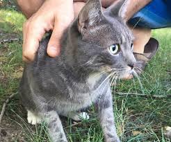 Image result for cat found