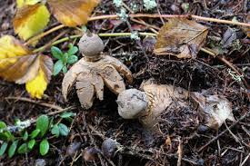 Attēlu rezultāti vaicājumam “Geastrum pectinatum”