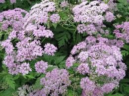 Attēlu rezultāti vaicājumam “Chaerophyllum aromaticum flower”