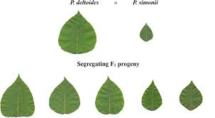 Attēlu rezultāti vaicājumam “Populus simonii leaf”
