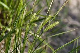Attēlu rezultāti vaicājumam “Carex vesicaria”