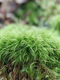 Attēlu rezultāti vaicājumam “Dicranella heteromalla”