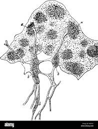 Attēlu rezultāti vaicājumam “Physarum sulphureum stalked”