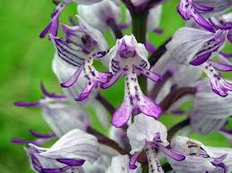Attēlu rezultāti vaicājumam “Orchis militaris”