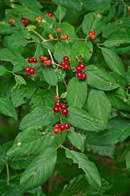 Attēlu rezultāti vaicājumam “Lonicera xylosteum fruit”