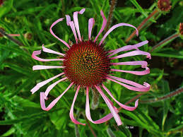 Image result for Echinacea pallida