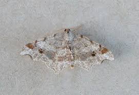 Attēlu rezultāti vaicājumam “Macaria alternata”