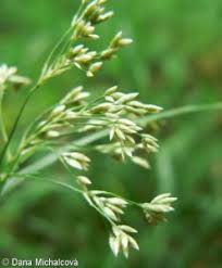 Attēlu rezultāti vaicājumam “Luzula luzuloides fruit”