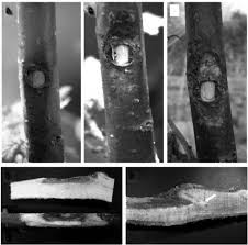 Attēlu rezultāti vaicājumam “Anthostoma decipiens”