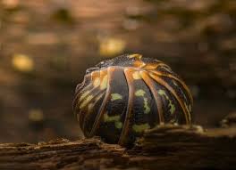 Attēlu rezultāti vaicājumam “Lamproderma pulchellum macro”