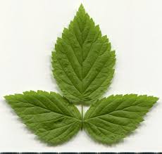 Attēlu rezultāti vaicājumam “Rubus idaeus leaf”