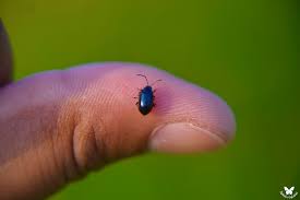 Attēlu rezultāti vaicājumam “Altica sp.”