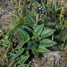 Attēlu rezultāti vaicājumam “Saussurea esthonica”