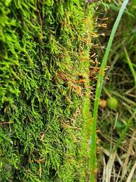 Attēlu rezultāti vaicājumam “Leskea polycarpa macro”