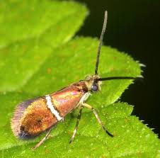 Attēlu rezultāti vaicājumam “Micropterigidae”