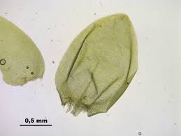 Attēlu rezultāti vaicājumam “Calliergon trifarium”