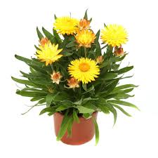 Image result for Strohblume