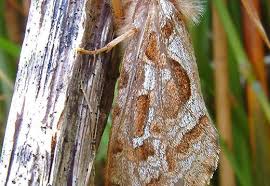 Attēlu rezultāti vaicājumam “Hepialidae”