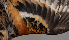 Attēlu rezultāti vaicājumam “Fringilla montifringilla female”