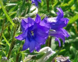 Image result for Campanula trachelium