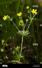 Attēlu rezultāti vaicājumam “Ranunculus acris flower”