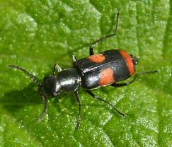 Attēlu rezultāti vaicājumam “Anthocomus fasciatus”