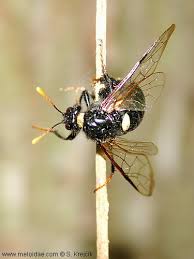 Attēlu rezultāti vaicājumam “Cimbex luteus”