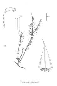 Attēlu rezultāti vaicājumam “Cratoneuron filicinum”