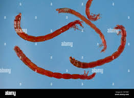 Attēlu rezultāti vaicājumam “Cystiphora sanguinea”