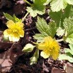 Attēlu rezultāti vaicājumam “Waldsteinia geoides flower”