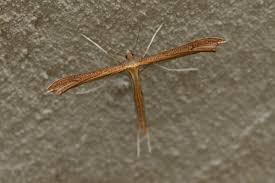 Attēlu rezultāti vaicājumam “Stenoptilia pterodactyla”