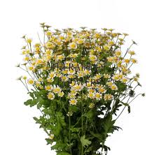 Image result for Tanacetum parthenium