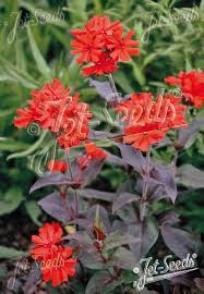 Attēlu rezultāti vaicājumam “Silene x arkwrightii Vesuvius”