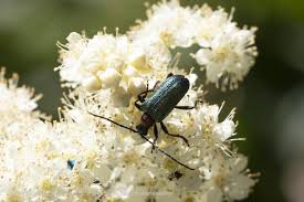 Attēlu rezultāti vaicājumam “Gaurotes virginea”