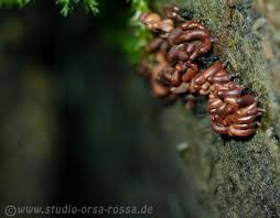 Attēlu rezultāti vaicājumam “Arcyria stipata macro”