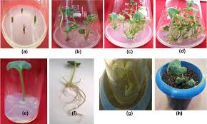 Attēlu rezultāti vaicājumam “Saussurea esthonica flower”
