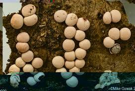 Attēlu rezultāti vaicājumam “Diderma testaceum”