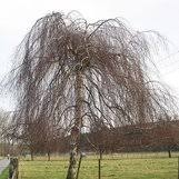 Attēlu rezultāti vaicājumam “Betula pendula Youngii”