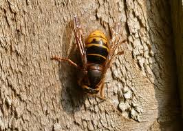 Attēlu rezultāti vaicājumam “Dolichovespula media”