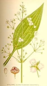 Attēlu rezultāti vaicājumam “Alisma plantago-aquatica leaf”