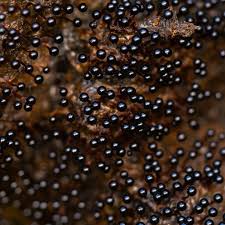 Attēlu rezultāti vaicājumam “Metatrichia floriformis stalked”