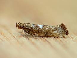 Attēlu rezultāti vaicājumam “Acrolepiopsis assectella”