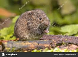 Attēlu rezultāti vaicājumam “Microtus agrestis”