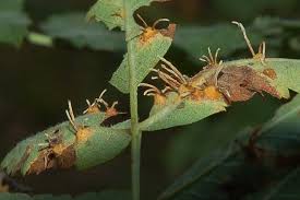 Attēlu rezultāti vaicājumam “Gymnosporangium cornutum”