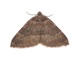 Attēlu rezultāti vaicājumam “Triphosa dubitata”