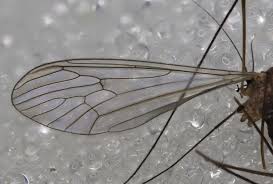 Attēlu rezultāti vaicājumam “Trichocera”